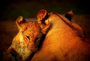 South Luangwa Lions