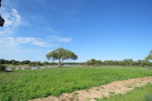 River Vegetation South Luangwa