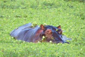 Hippo during green season