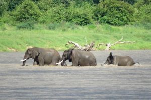 Elephants in Luangwa River
