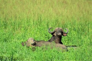 Buffalos in Green Season