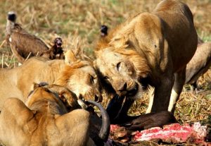 Lion Kill Luangwa Valley