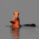 Hippo in River