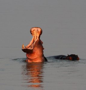 Hippo in River