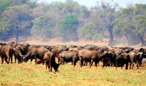 Buffalo herd Luangwa Valley