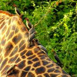 Giraffe South Luangwa