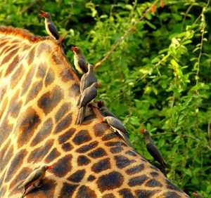 Giraffe South Luangwa