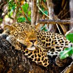 Leopard South Luangwa