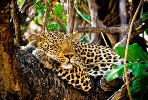 Leopard South Luangwa