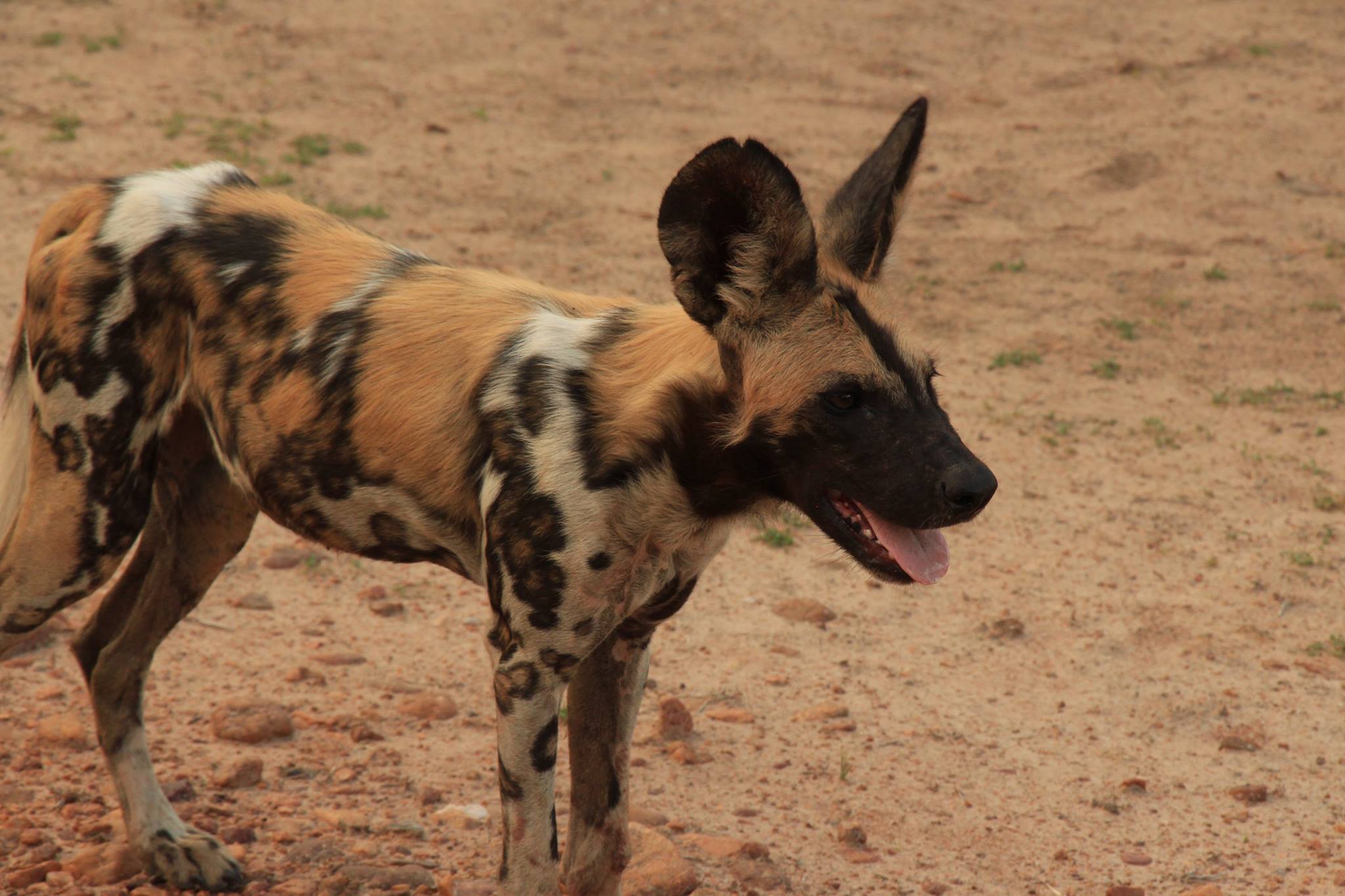 Wild Dogs South Luangwa