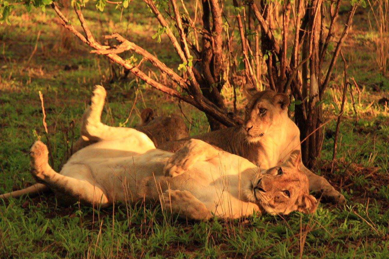 Lions South Luangwa