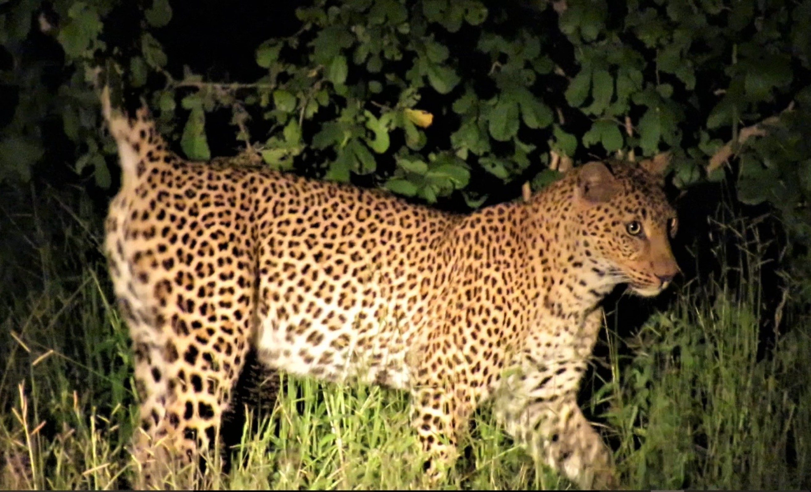 Leopard Sighting Green Season South Luangwa