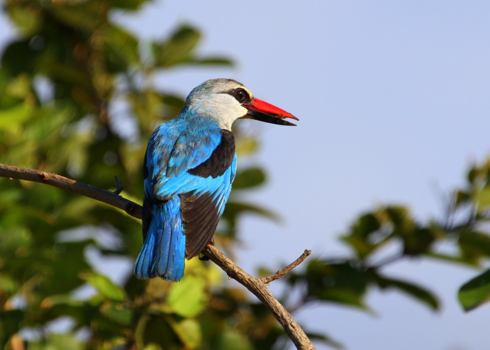 Birdlife South Luangwa