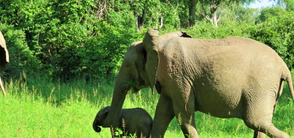 Elephants Green Season