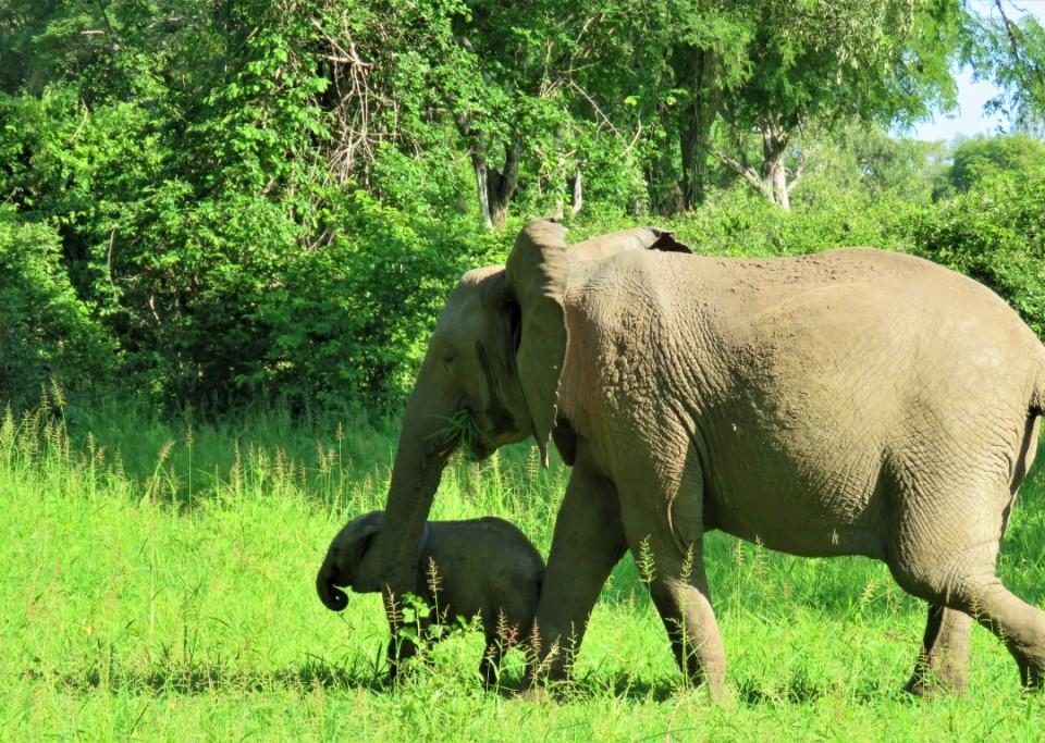 Elephants Green Season