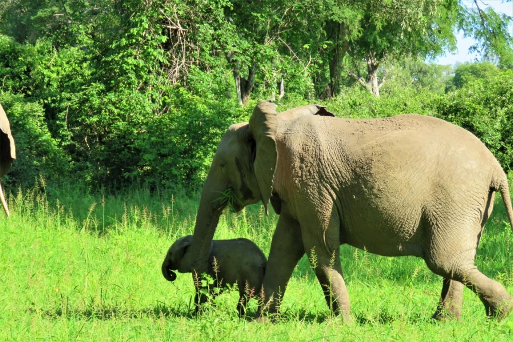 Elephants Green Season