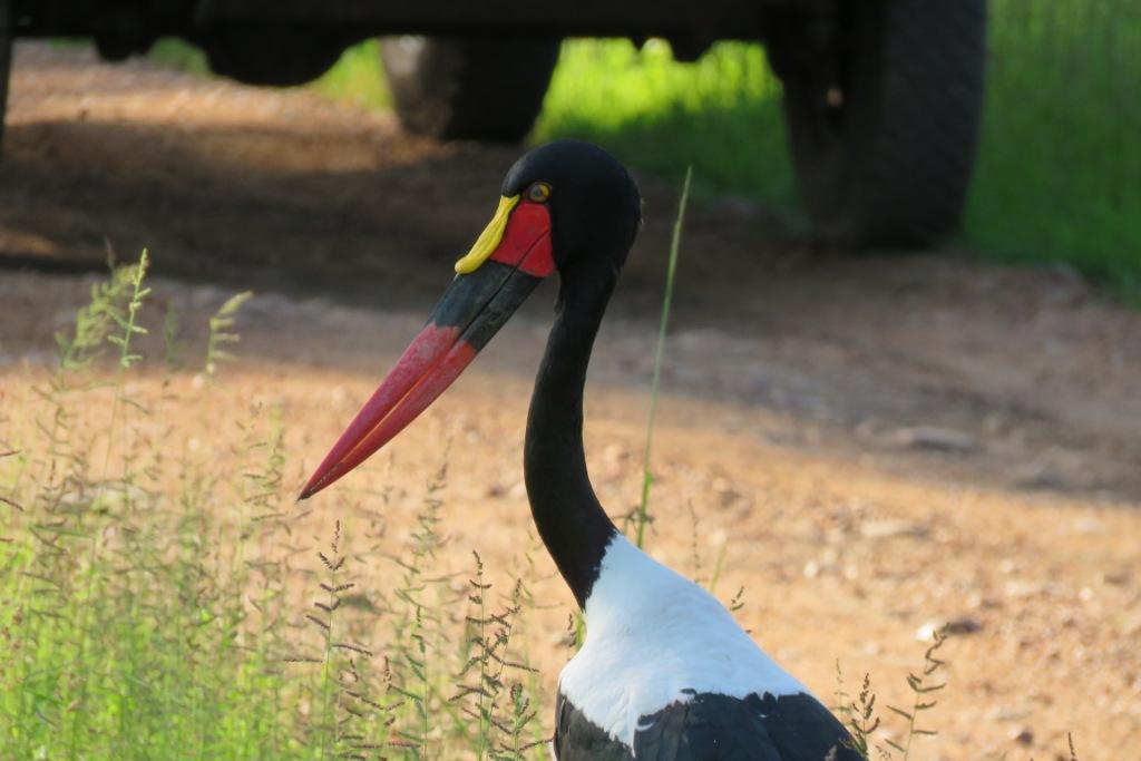 Birdlife South Luangwa