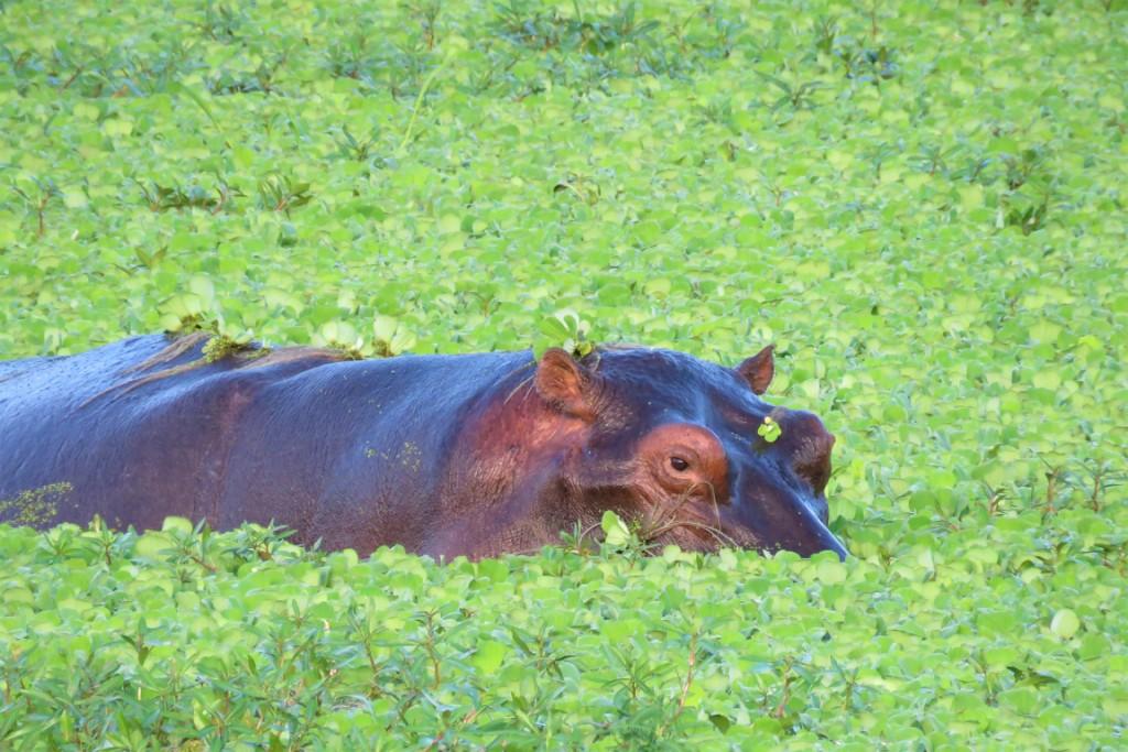 Hippo Green Season South Luangwa