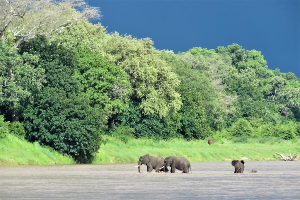 Elephants Luangwa River