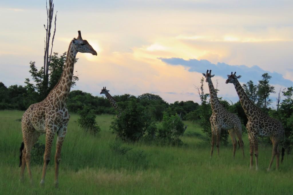 Giraffes South Luangwa