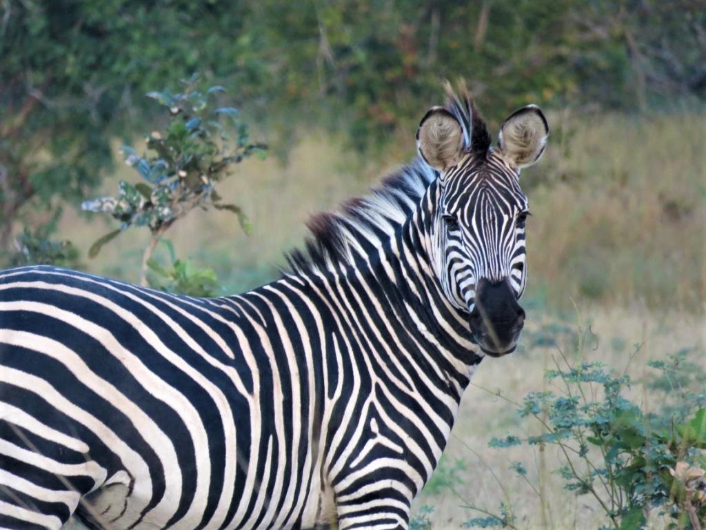 Zebra Sighting Walking Safari