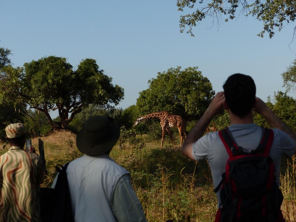 Giraffe Sighting Walking Safari