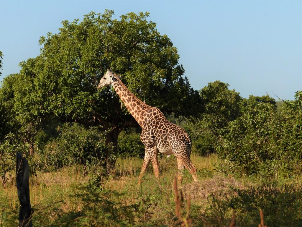 Giraffe Walking Safari