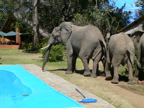 Wild Visitors at Pool