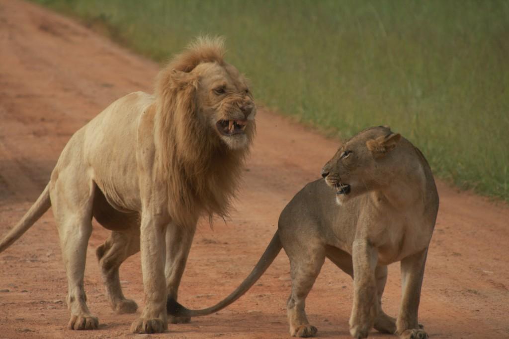 Lions South Luangwa