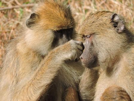 Baboons