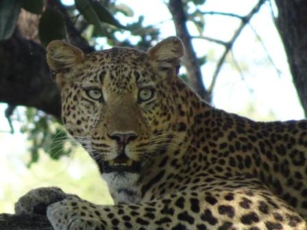 Volunteering South Luangwa Wildlife