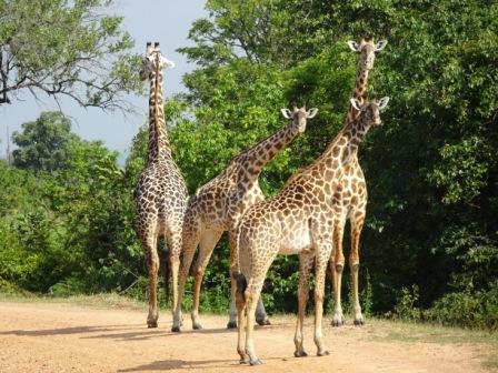 Volunteering South Luangwa Wildlife