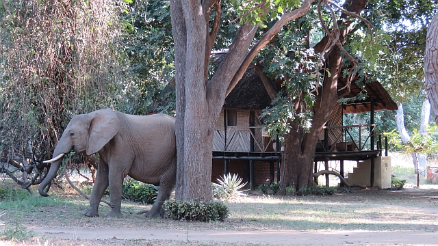 Croc Valley Camp Wildlife