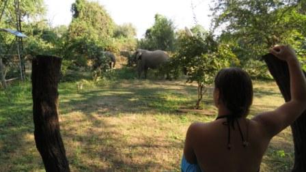 Volunteering South Luangwa