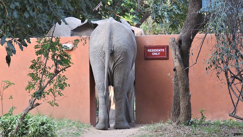 Elephant in Camp