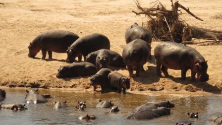 Volunteering South Luangwa Wildlife