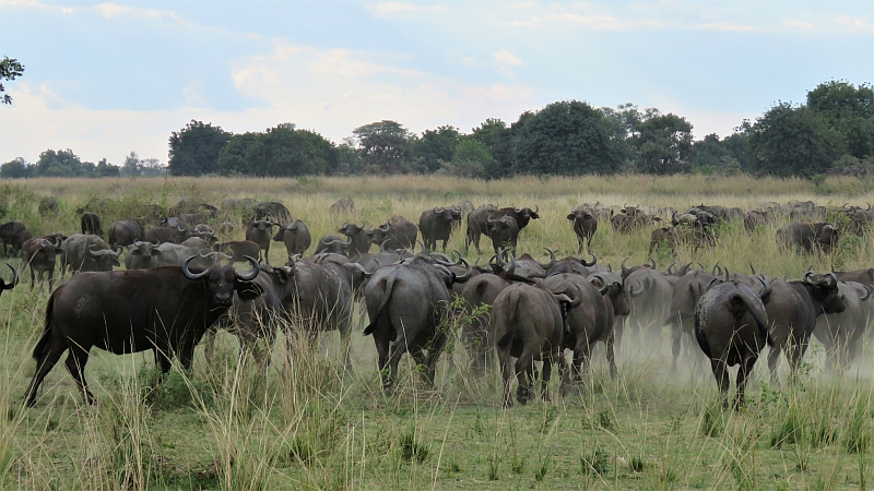 Croc Valley Camp Sightings