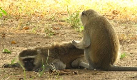 Volunteering South Luangwa Wildlife