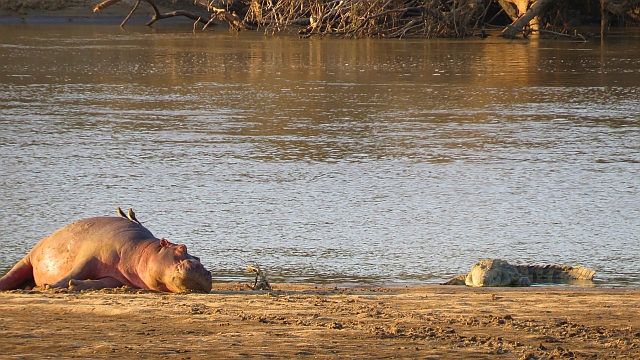 Croc Valley Camp Wildlife