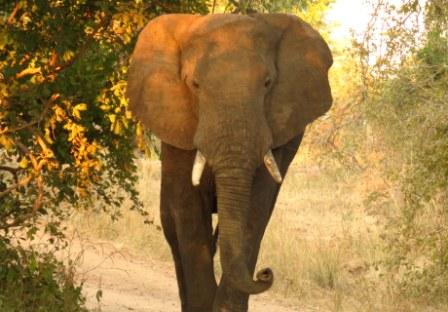 Croc Valley Camp Wildlife