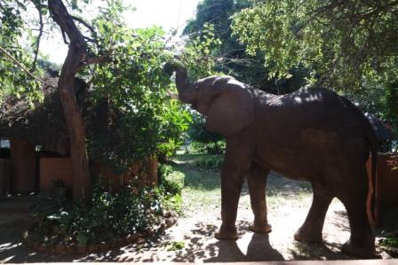 Croc Valley Camp Wildlife