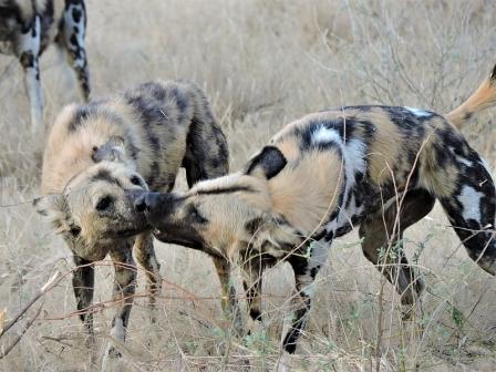 Wilddogs