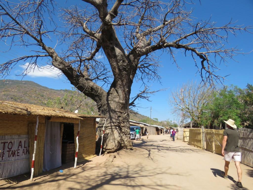 Cape Maclear Baobab