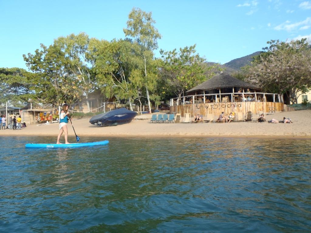 Funky Cichlid Lake Malawi