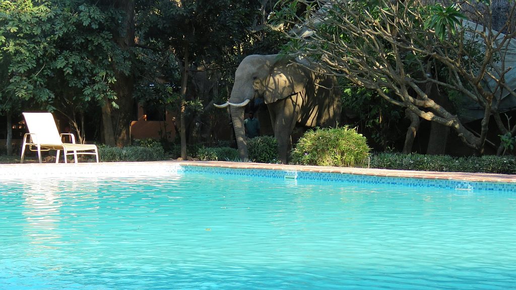 Elephants Swimming Pool