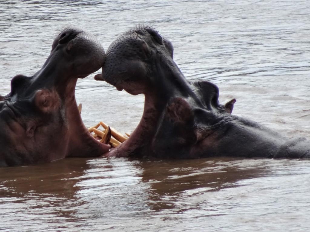 Hippo Croc Valley Camp