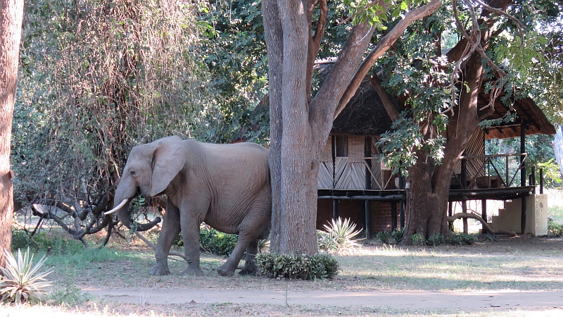 Elephants Croc Valley Camp