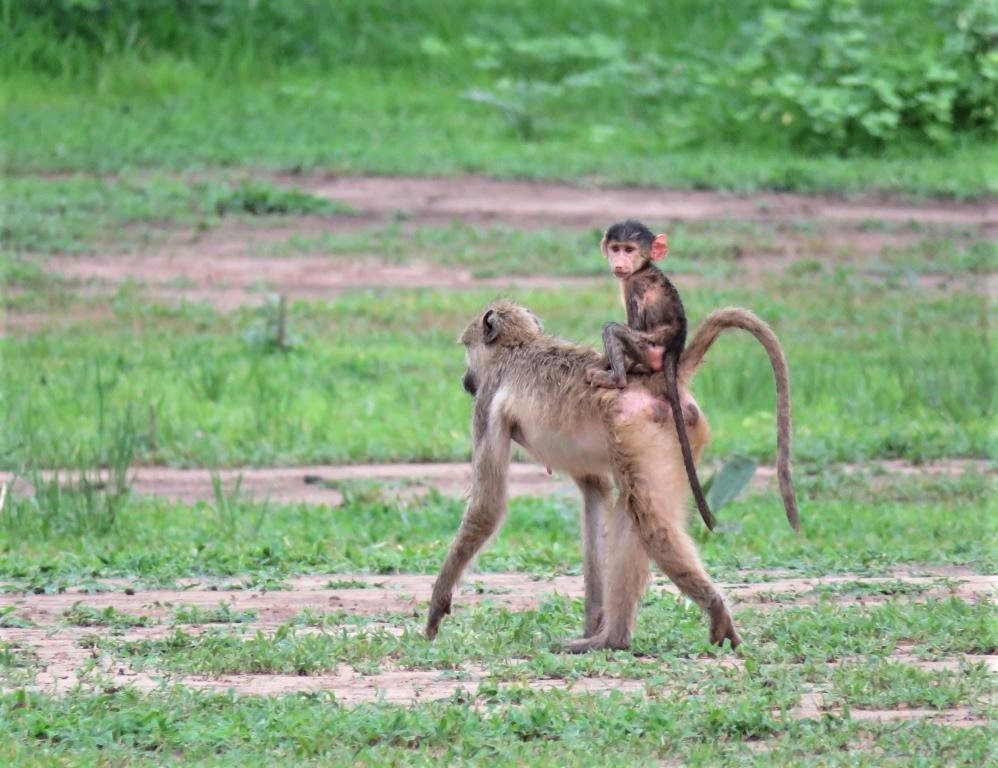 Baby Baboon riding on its mother