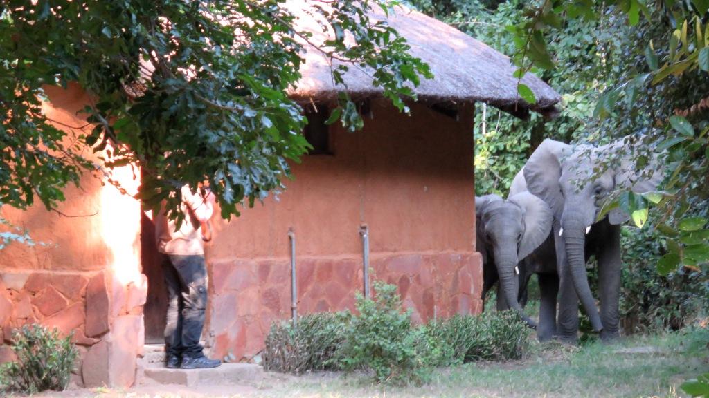 Elephants Croc Valley Camp