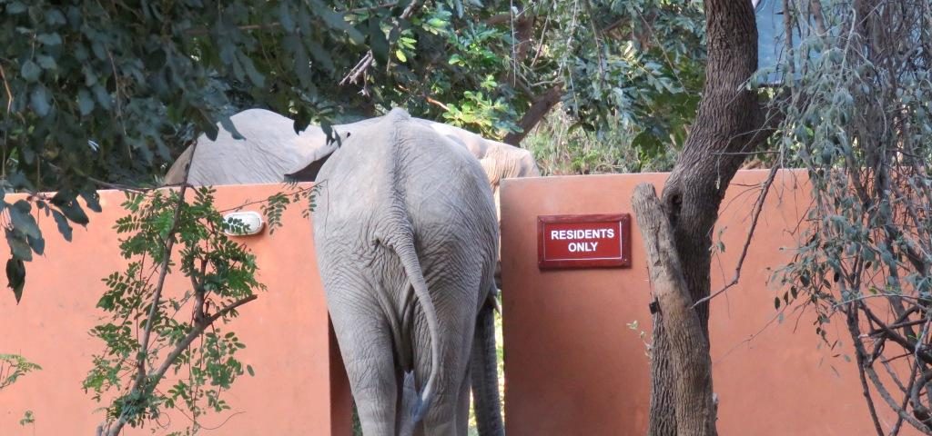 Elephants Croc Valley Camp